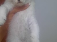 19 mayıs doğumlu scottish fold yavrular sahiplendiriceğim
