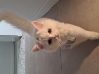 Güzel british longhair kızımız