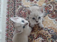 Dünyalar tatlısı kedilerimi sahiplendiriyorum