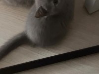 Sütten yeni düşmüş british shorthair yavrular
