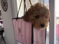 Çok Oyuncu Ve Tatlı Maltipoo