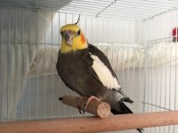 Evcil konuşan 2 yaşında sultan papağanı erkek