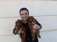 kaliteeeeee arayanlara maltipoo yavrular ankara mağazamzda