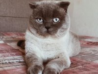 SAHİBİNDEN ÜCRETSİZ KEDİMİZ
