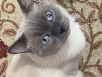Blue Point British Shorthair