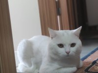 Safkan orjinal british shorthair beyaz erkek