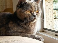 British shorthair Miya kedimize ev arıyoruz