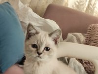 Blue point 2 aylık british shorthair