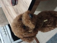 Köpeğimin acil sahiplendirilmesi gerekiyor