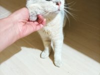 Adana İçi British Shorthair Satılık
