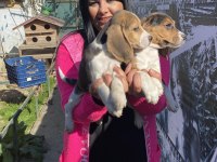 Elizabet beagle yavrularım