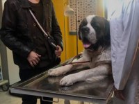 Saint Bernard, Çiftlik yada petshop değiliz