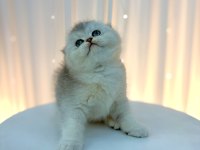 Scottish fold yavrular