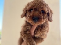 A kalite toy poodle