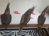 Sultan papağanı 3 aylık yavrular