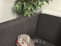 Erkek scottish fold