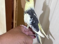 43 GÜNLÜK KUSURSUZ SULTAN PAPAĞANI BEBEK