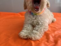 Toy poodle köpeği