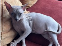 3 YAŞINDAKİ ERKEK SFENKS KEDİME DİŞİ EŞ ARIYORUM