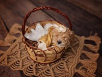 Maltipoo Miniklerim