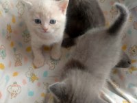 BRİTİSH SHORTHAİR YAVRULARI
