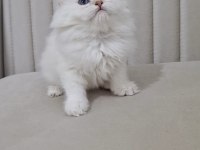 Silver point british longhair dişi ve erkek kardeşler