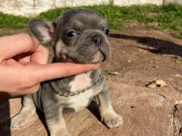 EGZOTİC BLUE KALİTELİ FRENCH BULLDOG BEBEKLER