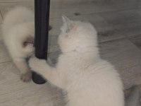 1,5 aylık yavru kediler