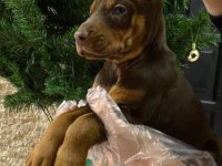 Safkan ırk ve sağlık garantili doberman yavruları