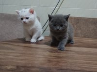 2 aylık british shorthair yavru