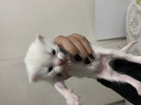 Rezerveye açık scottish fold yavrular
