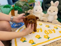 Şecereli Toy Poodle Veteriner Kontrollü Yavrular
