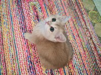Yeşil gözlü blue golden dişi british shorthair