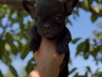 French bulldog bebek köpekler