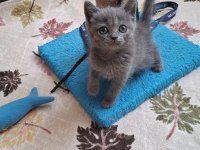 British Shorthair Minnoşum