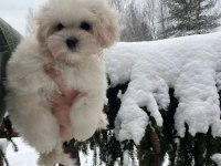 MALTİPOOCUKLAR