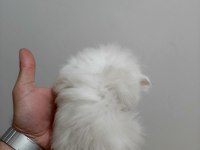 Chinchilla kediler