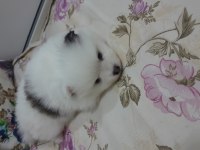 1 buçuk aylık yavrularım 2 dişi 1 erkek pomeranian