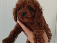 Süper poodle erkekler