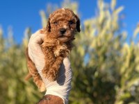 TOY POODLE BEBEKLERİMİZ