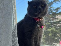 Full uykucu kedi 2 yaşında british