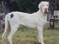 A Şecereli Danua