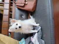 Pomeranian Verilecektir