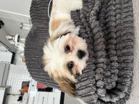 5 aylık Shih Tzu