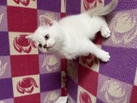 British Shorthair Yavru