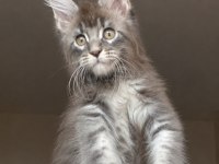Tam Bir Vaşak Xxxl Erkek Maine Coon