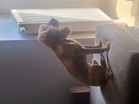 1.5 Yaşında Tam Aşılı Cocker Spaniel