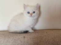 Dünyalar güzeli British Shorthair yavrular