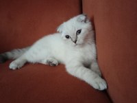 Kırık Kulak Dişi Kedimiz Yeni Sahibini Bekliyor