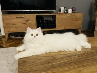 Çok özel bir kedi